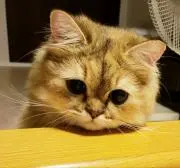 くまりんの画像