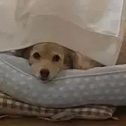 kuuの画像
