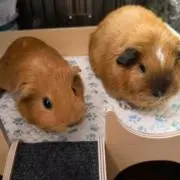 まーーーる