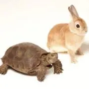 らむの画像