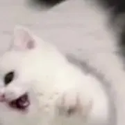 n.。の画像
