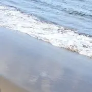 めいの画像