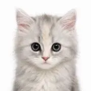 あるの画像