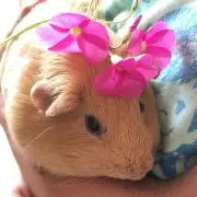 ＊ツム＊の画像