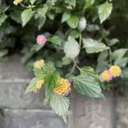 Cの画像