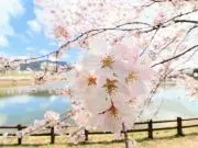 はの画像