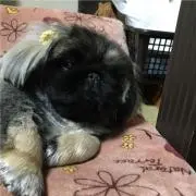 ぷーちゃん
