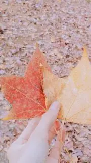 みかん (断捨離中です)の画像