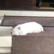 shiroの画像
