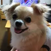 すずみの画像