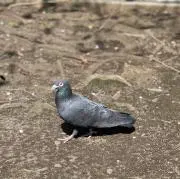 HTの画像