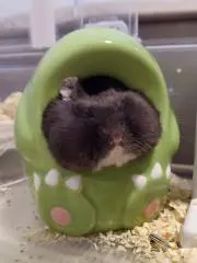 くまおの画像