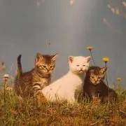 ❀はな❀の画像