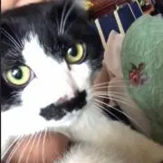 そうたん