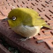 しんG