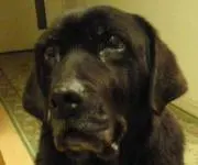 ブラックドッグ