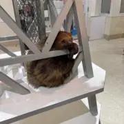 紫
