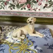 Johnの画像