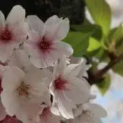 いろはの画像