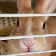みどりの画像