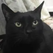 berook