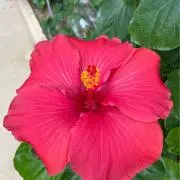 ー狼狐ー プロフ確認お願いしますの画像