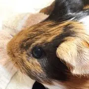 そらぽんの画像