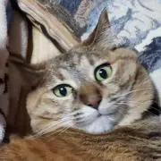 みこどんの画像