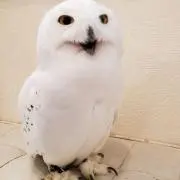 GUZGUZの画像