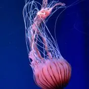 moruの画像
