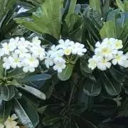 ユリイーム