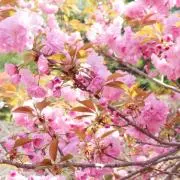rimima♡の画像