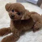 はや