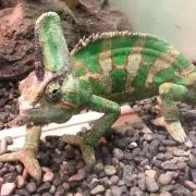 カメレオンの画像