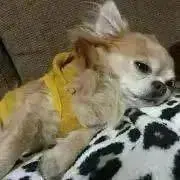 ミントの画像