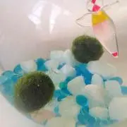 蘭