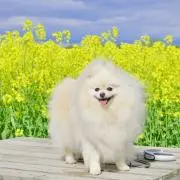8686の画像