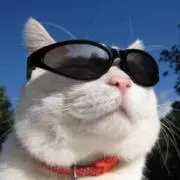 ほしづきよの画像