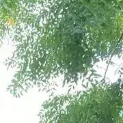 柚子＊プロフ確認お願いしますの画像