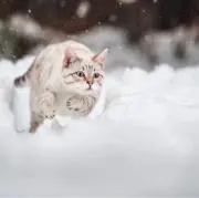 ミーの画像