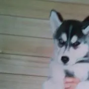 シロクマの画像