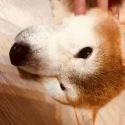 あすみの画像