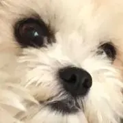 とうがざうるす