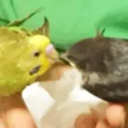 りほこ