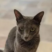 ルネッサンスふみえ