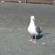 さわぐちの画像