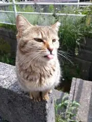 ヒデの画像