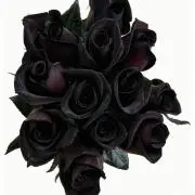 ☠️black rose☠️
