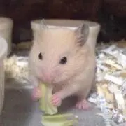 けい