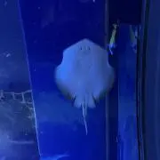 りゅー